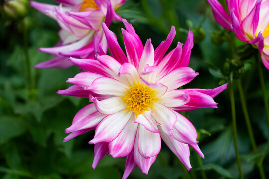 La dalia o Dhalia es una planta tuberosa, al igual que la patata o la planta del cacahuete. Pertenece al g&eacute;nero de plantas de la familia de las aster&aacute;ceas y es originaria de originaria de M&eacute;xico. 