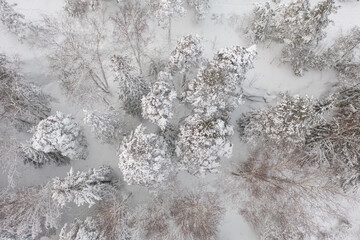 Tall trees under the snow. Pine forest under snow in winter. Winter landscape from the air. Finland, Espoo, Scandinavia..