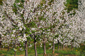 Fototapeta na wymiar cherry orchard trees in springtime