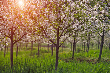 cherry orchard trees in springtime agriculture