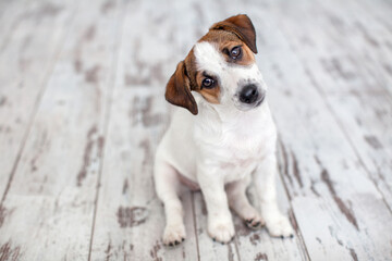 Puppy sitting on floor