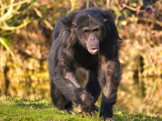 Chimpanzee