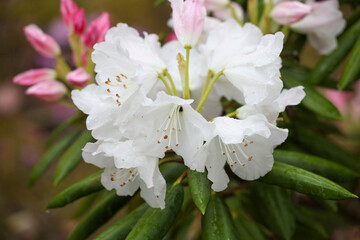 Obraz na płótnie Canvas 白いシャクナゲの花