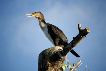 Cormoran