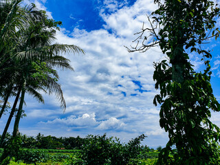 Decorated with rice plants in farm background beautiful nature.