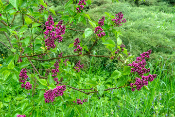 Purple lilac flower on the bush.