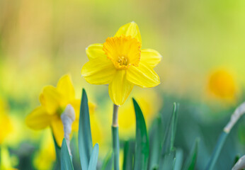Fototapeta premium Classic narcissus plant with yellow flowers on green background