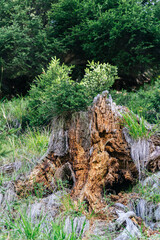 Der Wald ist ein Ort der Ruhe und wird erkennbar auf dem Foto und spiegelt die Natur so perfekt wieder.