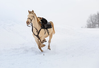 A horse gallops through a snowy field. On a horse harness and saddle. Stallion lost rider