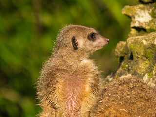 suricate
