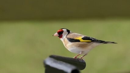 Fototapeta premium Goldfinch chick on a gate in wooda in UK