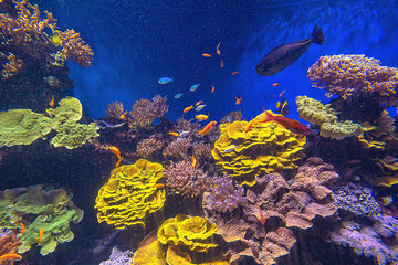 Fototapeta na wymiar Aquarium surgeonfishes. Sea Goldie, Arabian angelfish and Raccoon Butterflyfish. Lyretail anthias, Anthias and Vlamingi tang or Naso vlamingii