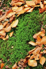 autumn leaves background
