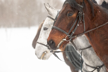 several horses in horse harness against the backdrop of a snowy field in winter. Close-up of the heads. Pairs from the nostrils of stallions. Space for text