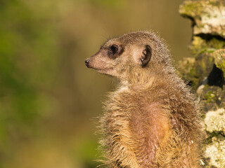 suricate