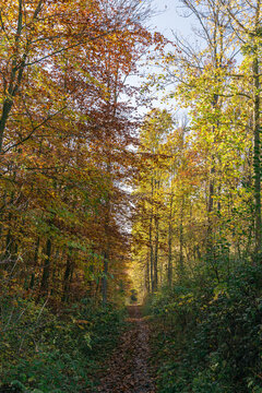 Der Wald ist ein Ort der Ruhe und wird erkennbar auf dem Foto und spiegelt die Natur so perfekt wieder.