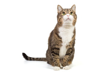 Large and serious grey cat