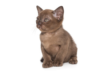 Small chocolate color kitten