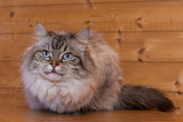 Beautiful gray cat with blue eyes