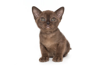 Fototapeta na wymiar Small chocolate color kitten