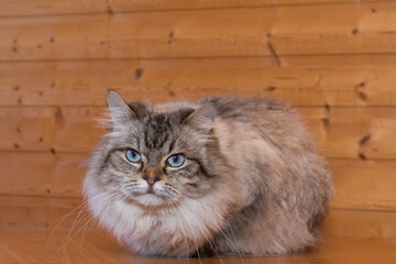 Beautiful gray cat with blue eyes