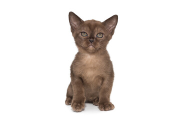 Small chocolate color kitten