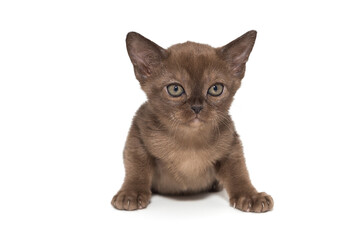 Small chocolate color kitten