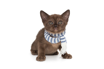 Small chocolate color kitten in a blue striped scarf