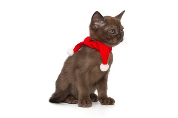 Small chocolate color kitten in a warm red scarf