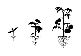 Silhouette tomato plant with roots set