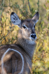 Waterbuck Calf, Pilanesberg National Park