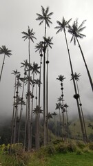 Cocora valley palm trees