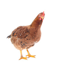 Small brown chicken.