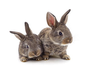 Two little rabbits.