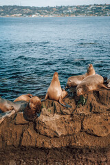 Seals at la Jolla