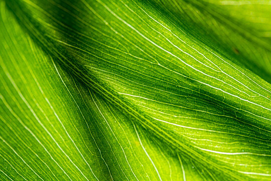 Verde que te quiero verde