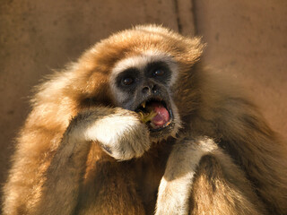 Fototapeta premium Gibbon