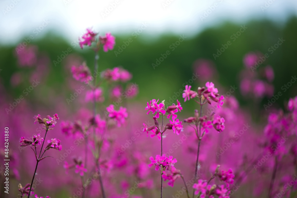 Sticker Nature summer background with pink flowers in the meadow at sunny day