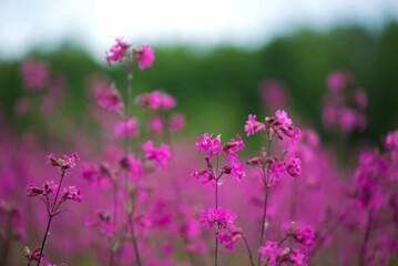 Nature summer background with pink flowers in the meadow at sunny day