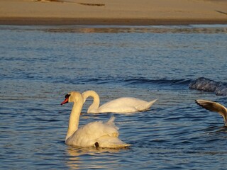 VARNA - BG sunset and swans
