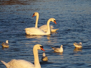 VARNA - BG sunset and swans