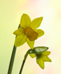 Closeup of flowers of Narcissus 'Tête-à-tête' against a diffused background in a agrden