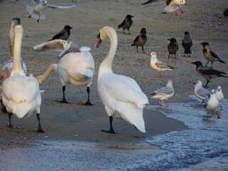 Obraz premium VARNA - BG sunset and swans