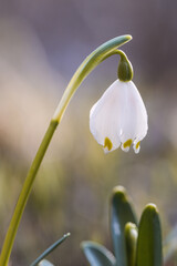 The first spring flowers spring snowflake (Leucojum vernum) in the evening light. Leucojum vernum, called spring snowflake is a perennial bulbous flowering plant species in the family Amaryllidaceae.