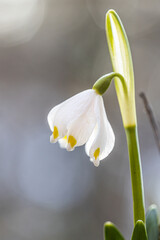 Fototapeta premium The first spring flowers spring snowflake (Leucojum vernum) in the evening light. Leucojum vernum, called spring snowflake is a perennial bulbous flowering plant species in the family Amaryllidaceae.