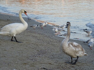 VARNA - BG sunset and swans