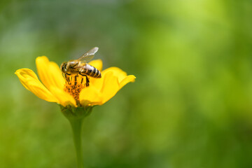 Bee and flower. Close up of a large bee collecting pollen on yellow flower on a green background....