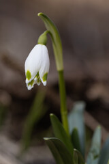 The first spring flowers spring snowflake (Leucojum vernum) in the evening light. Leucojum vernum, called spring snowflake is a perennial bulbous flowering plant species in the family Amaryllidaceae.