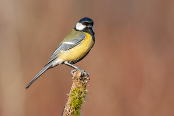 Great tit on a branch in the forest during winter.