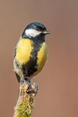 Great tit on a branch in the forest during winter.